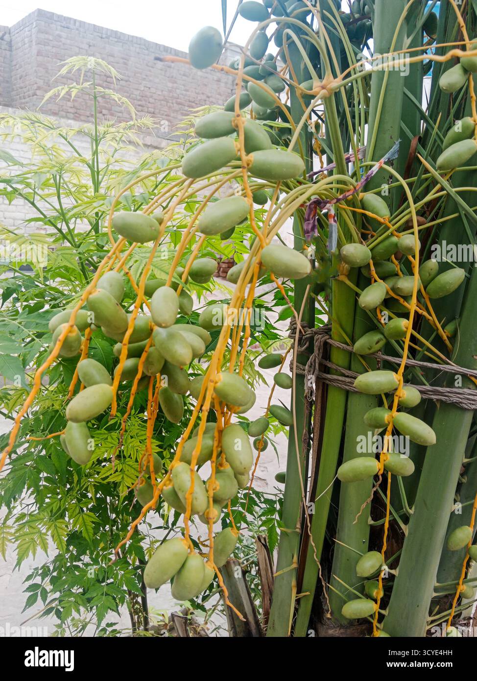 Dattelpalme mit jungen Datteln grünen Datteln zeigt das Bild die lebhaften Farben der Früchte und die komplizierte Struktur der Palme. Stockfoto