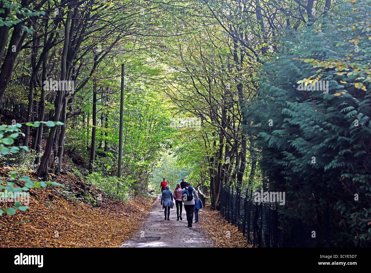 Herbst in Wäldern ein Weg durch einen milden Herbsttag im Wald mit unterschiedlicher Laubfärbung und hohem Wert als Lebensgrundlage. *** Herbst in Wäldern Ein Pfad durch einen milden Herbsttag im Wald mit verschiedenen Laubfarben und hohem Wert als Lebensgrundlage Stockfoto