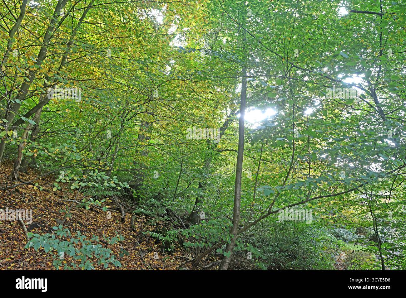 Herbst in Wäldern ein Weg durch einen milden Herbsttag im Wald mit unterschiedlicher Laubfärbung und hohem Wert als Lebensgrundlage. *** Herbst in Wäldern Ein Pfad durch einen milden Herbsttag im Wald mit verschiedenen Laubfarben und hohem Wert als Lebensgrundlage Stockfoto