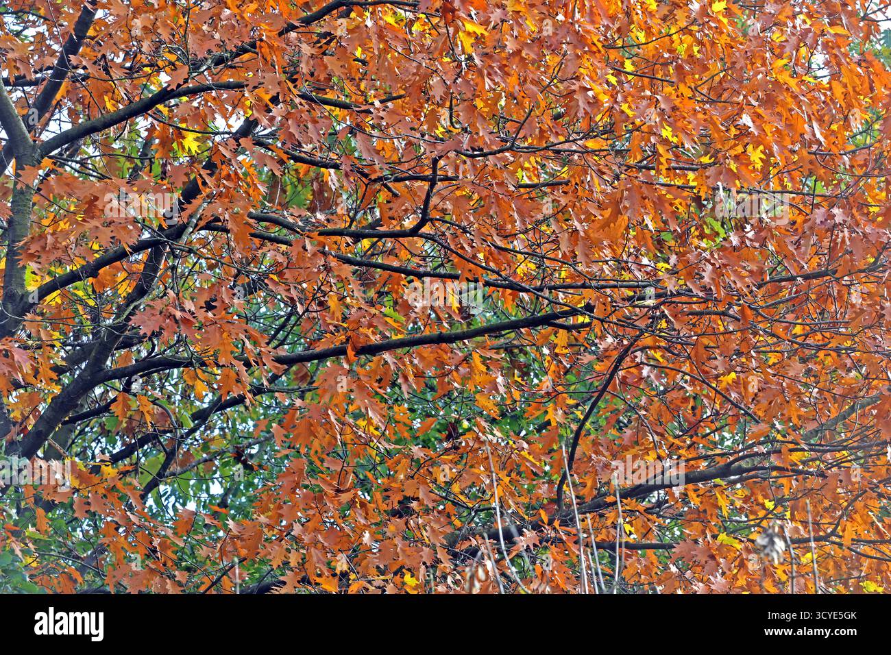 Herbst in Wäldern ein Weg durch einen milden Herbsttag im Wald mit unterschiedlicher Laubfärbung und hohem Wert als Lebensgrundlage. *** Herbst in Wäldern Ein Pfad durch einen milden Herbsttag im Wald mit verschiedenen Laubfarben und hohem Wert als Lebensgrundlage Stockfoto