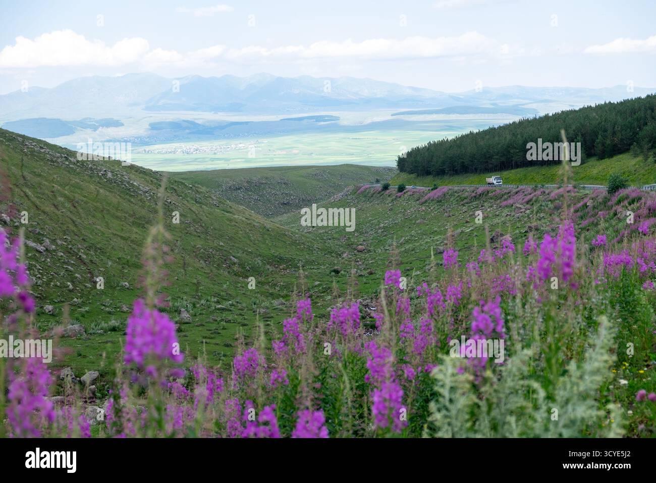 Highland Valley mit grünem Gras, violetten Wildblumen, felsigen Hängen und einem Kiefernwald in der Ferne. Javakheti, Georgien. 18. Juli 2020. Stockfoto