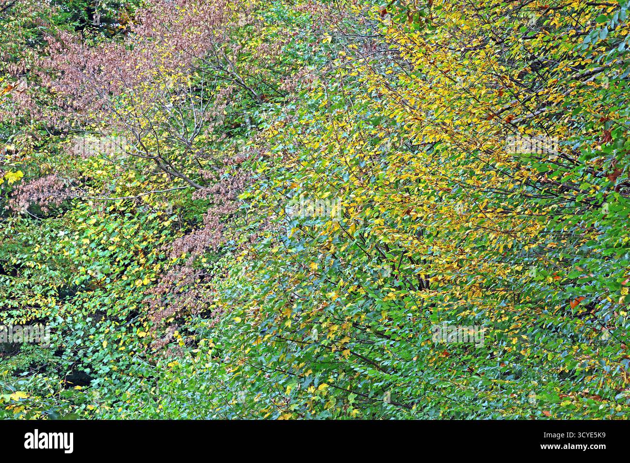 Herbst in Wäldern ein Weg durch einen milden Herbsttag im Wald mit unterschiedlicher Laubfärbung und hohem Wert als Lebensgrundlage. *** Herbst in Wäldern Ein Pfad durch einen milden Herbsttag im Wald mit verschiedenen Laubfarben und hohem Wert als Lebensgrundlage Stockfoto