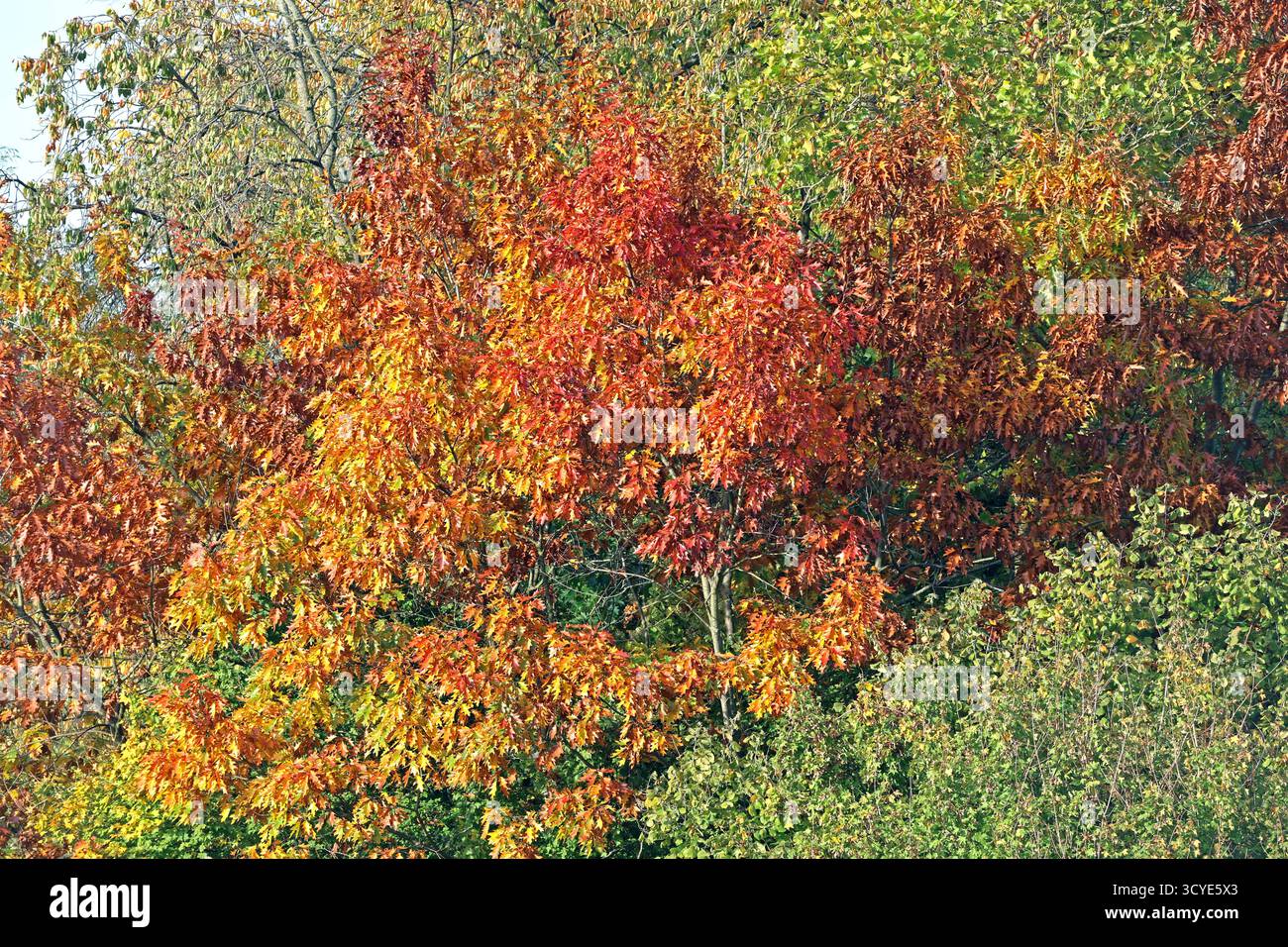 Herbst in Wäldern ein Weg durch einen milden Herbsttag im Wald mit unterschiedlicher Laubfärbung und hohem Wert als Lebensgrundlage. *** Herbst in Wäldern Ein Pfad durch einen milden Herbsttag im Wald mit verschiedenen Laubfarben und hohem Wert als Lebensgrundlage Stockfoto