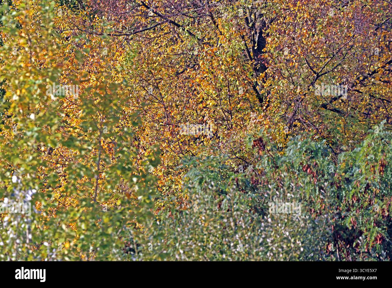 Herbst in Wäldern ein Weg durch einen milden Herbsttag im Wald mit unterschiedlicher Laubfärbung und hohem Wert als Lebensgrundlage. *** Herbst in Wäldern Ein Pfad durch einen milden Herbsttag im Wald mit verschiedenen Laubfarben und hohem Wert als Lebensgrundlage Stockfoto