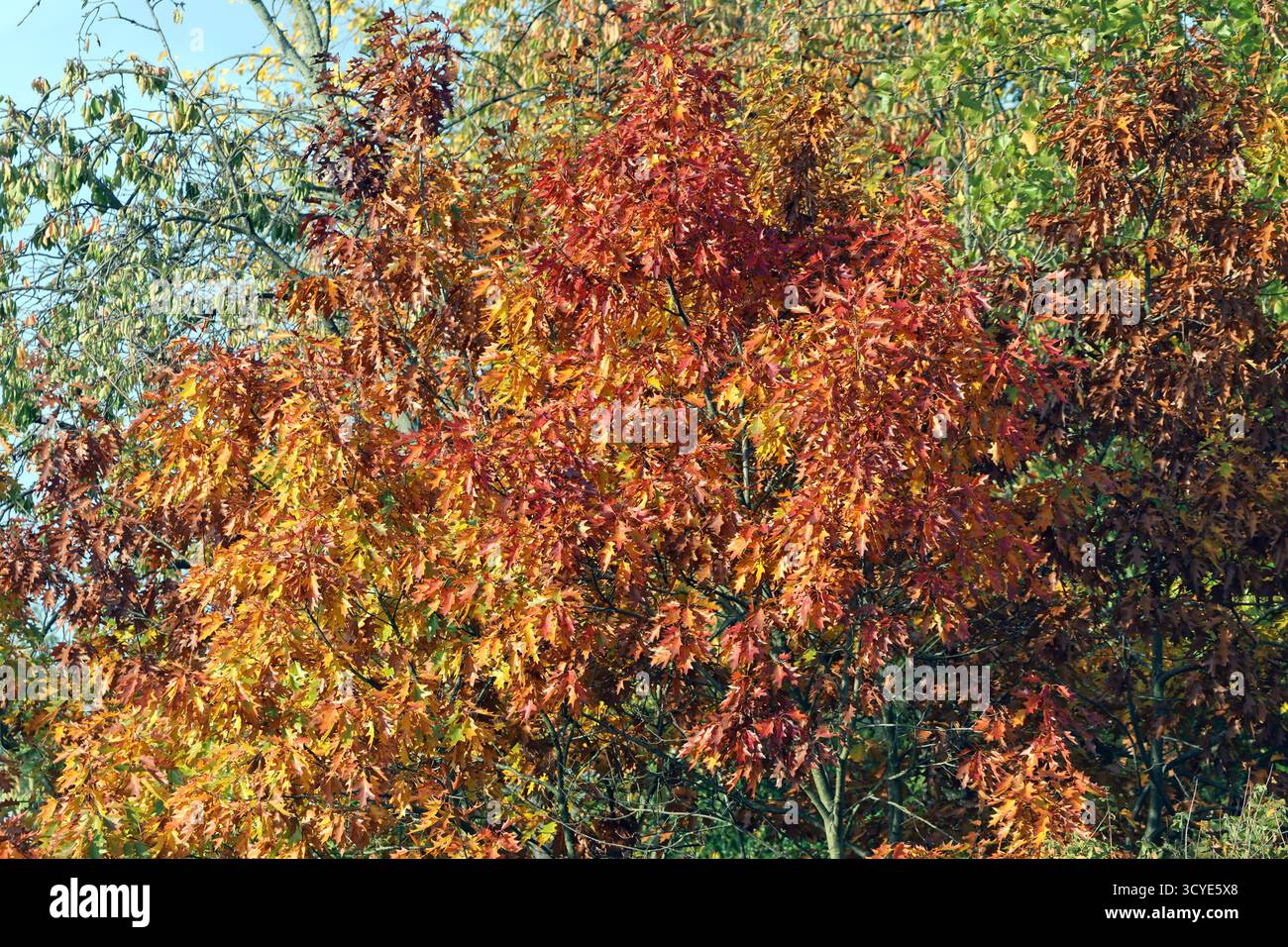 Herbst in Wäldern ein Weg durch einen milden Herbsttag im Wald mit unterschiedlicher Laubfärbung und hohem Wert als Lebensgrundlage. *** Herbst in Wäldern Ein Pfad durch einen milden Herbsttag im Wald mit verschiedenen Laubfarben und hohem Wert als Lebensgrundlage Stockfoto