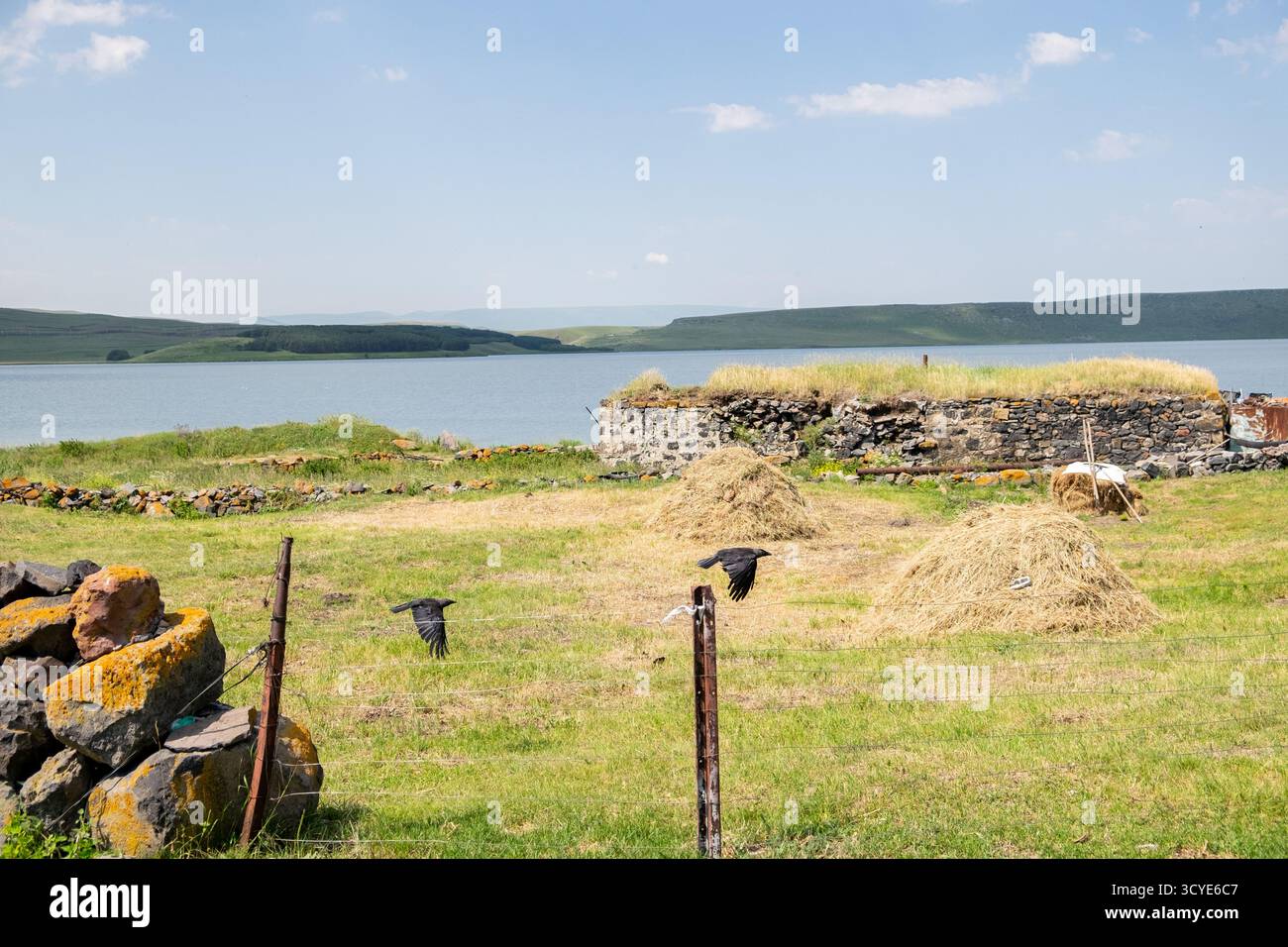 Krähen auf Versorgungsdrähten am Ufer des Paravani Sees mit einer kleinen Insel im Hintergrund. Paravani Lake, Javakheti, Georgia. 18. Juli 2020. Stockfoto