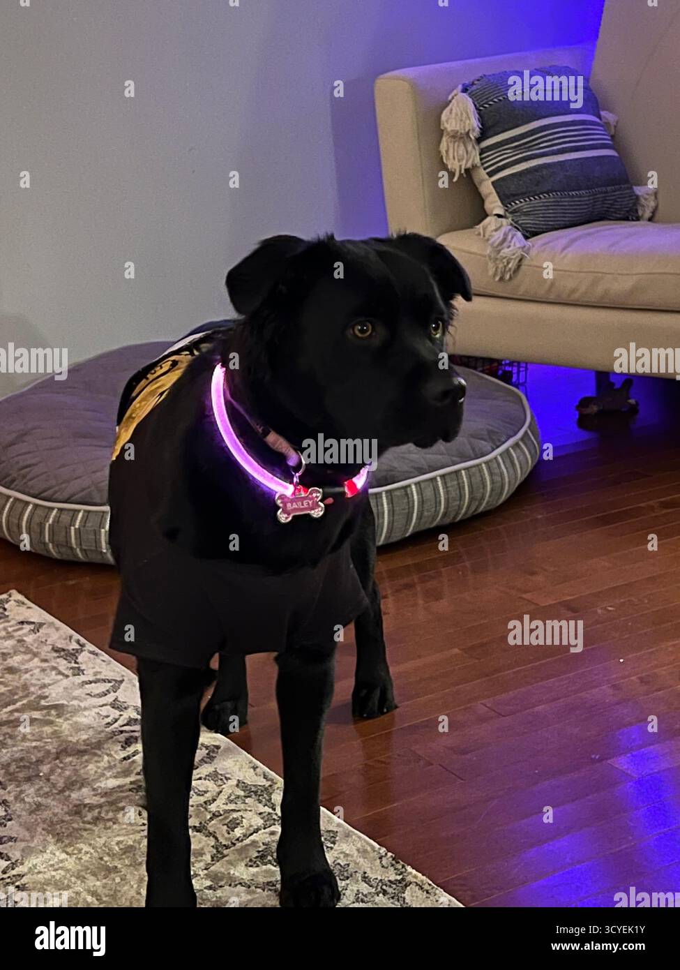 Black Labrador in Nightmare Before Christmas Jack Skellington Kostüm mit leuchtendem lila Kragen, posiert in gemütlichem Wohnzimmer mit Halloween Dekor. - Smartphone-aufgenommenes Stockfoto