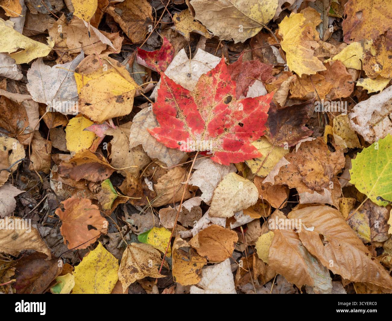 Laubstreu auf dem Waldboden, Quebec, Kanada Stockfoto