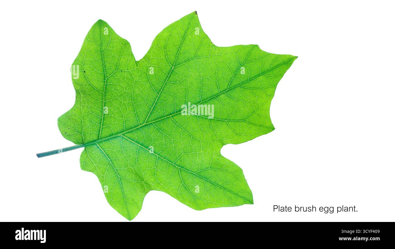 Auberginen fördert Appetit und Verdauung; unterstützt das Verdauungssystem und nährt den Körper; vertreibt Schleim und lindert Husten; verbessert den Blutkreislauf Stockfoto