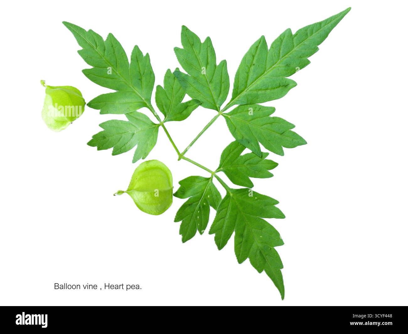 Die Herzerbse (wissenschaftlicher Name: Pisum sativum) ist ein Mitglied der Leguminosenfamilie und stammt aus Äthiopien. Seither hat sie sich auf das Mittelmeer ausgeweitet, Stockfoto