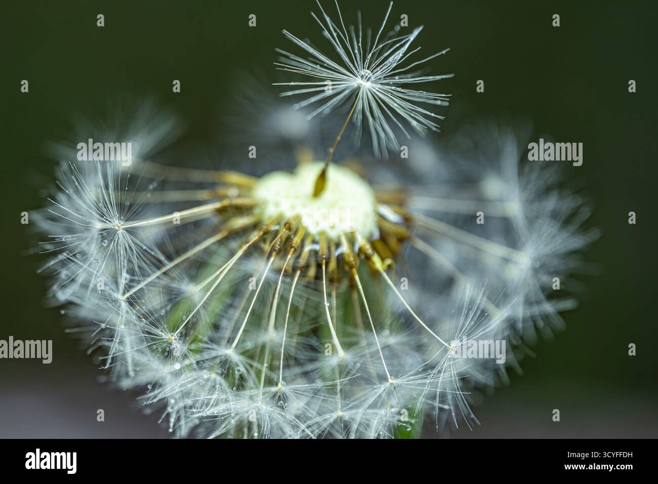 Künstlerisches Makro von Löwenzahn mit Tautropfen – halbblättrige Flusenansicht, Wiesenblume, Herbst- und Sommer-Hintergrund Stockfoto