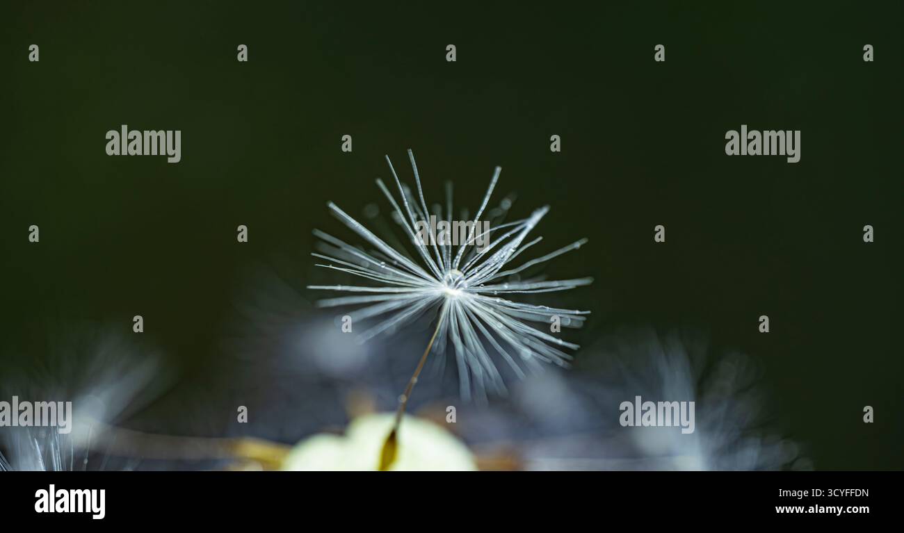 Künstlerisches Makro von Löwenzahn mit Tautropfen – halbblättrige Flusenansicht, Wiesenblume, Herbst- und Sommer-Hintergrund Stockfoto