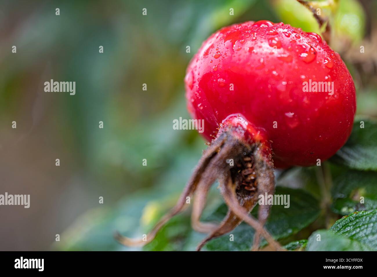 Große rote Hagebuttenbeeren mit Regentropfen – künstlerisches Herbstmakro mit unscharfem Hintergrund Stockfoto