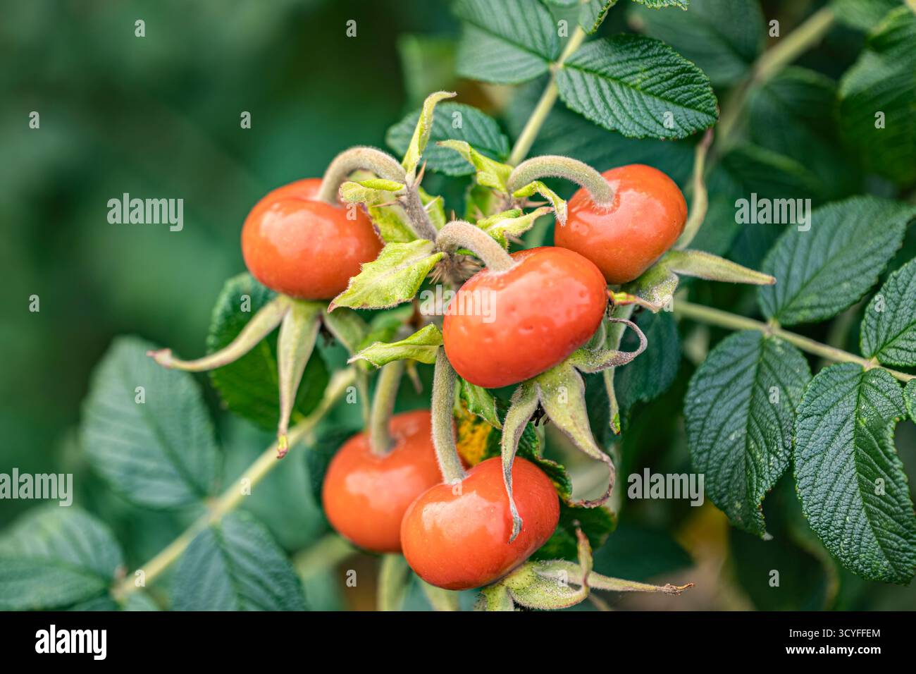 Große rote Hagebuttenbeeren mit Regentropfen – künstlerisches Herbstmakro mit unscharfem Hintergrund Stockfoto