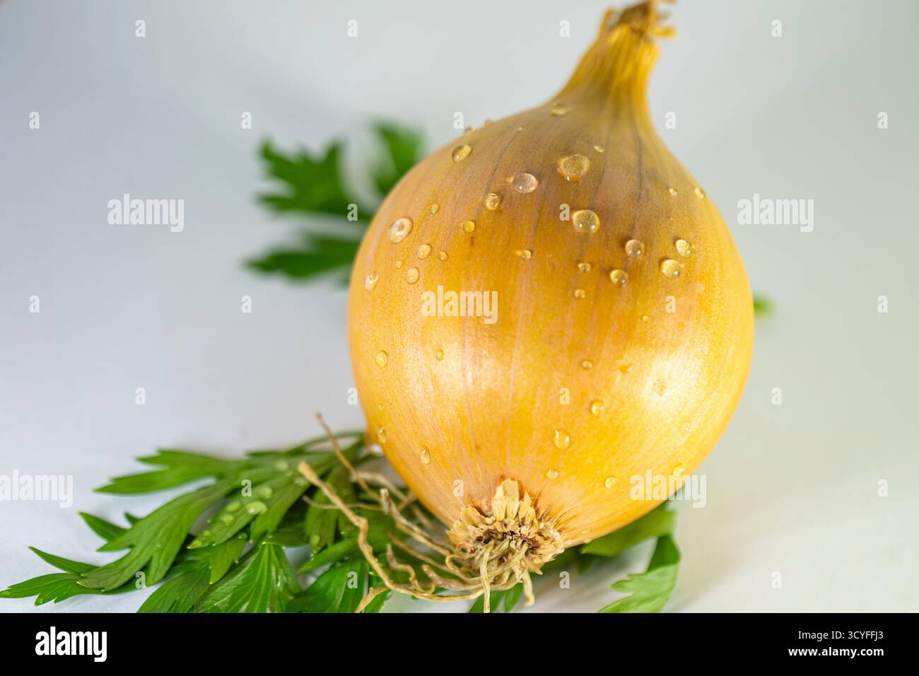 Große ungeschälte Zwiebel mit Wassertropfen auf grüner Petersilie — Makroseitenansicht auf weißem Hintergrund Stockfoto