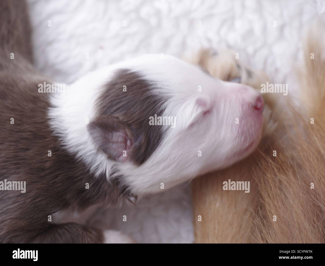 Kleiner brauner und weißer Welpe schläft auf einer weißen Decke. Der Kopf des Hündchens liegt auf der Decke, und sein Körper ist in einer gemütlichen Position eingerollt. Stockfoto
