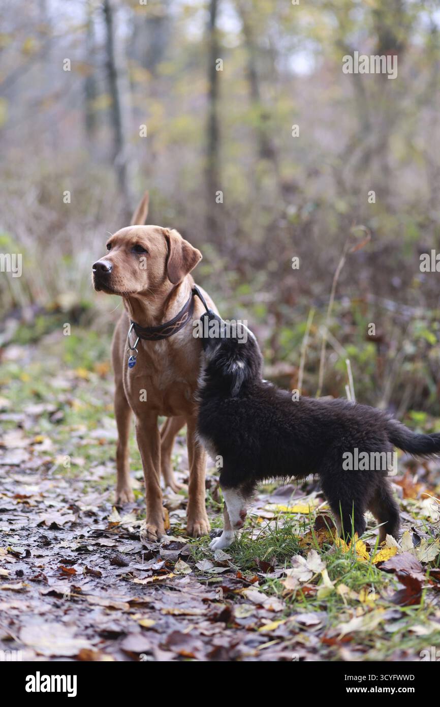 Zwei Hunde stehen nebeneinander in einem Wald. Einer ist braun und der andere schwarz Stockfoto
