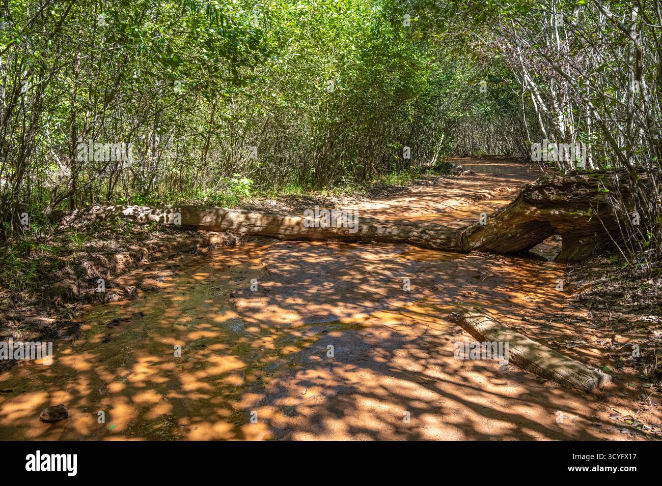 Wet Canyon Trail unter einem Baumdach am Providence Canyon, auch bekannt als Little Grand Canyon in Georgia, in Lumpkin, Georgia. (USA) Stockfoto