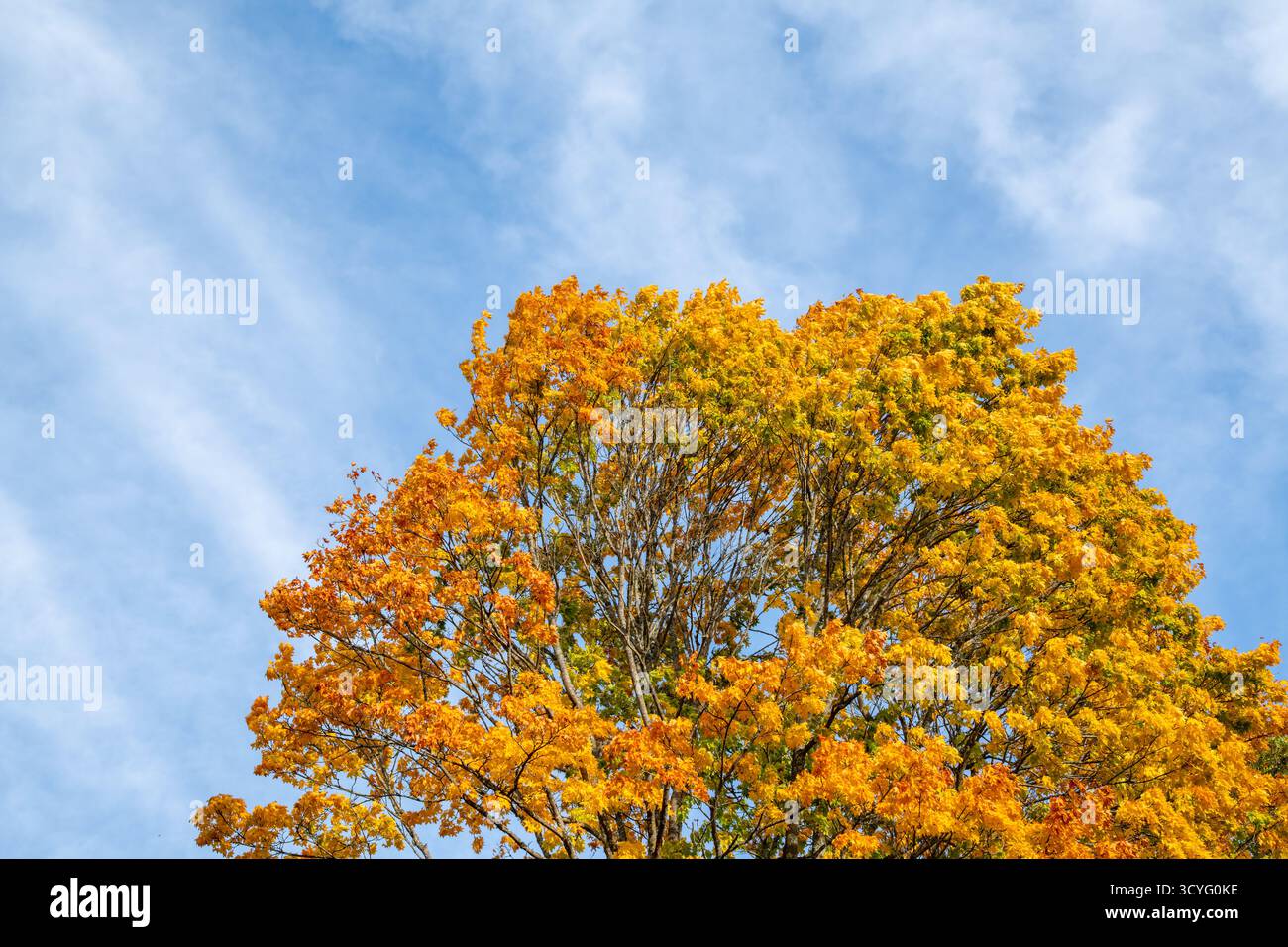 Herbstlaub eines hohen Ahornbaums im Herbst mit schönen gelben und orangen Blättern vor einem blauen Himmel im Oktober Stockfoto