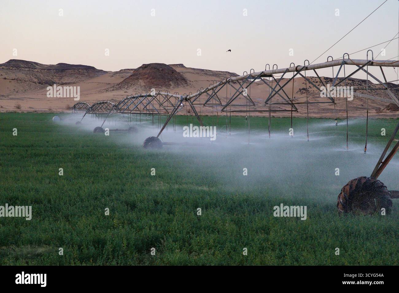 Modernes Bewässerungssystem im Feld Stockfoto