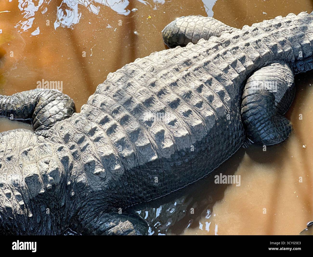 Ein Blick auf die schuppige Haut eines Alligators im See. Stockfoto