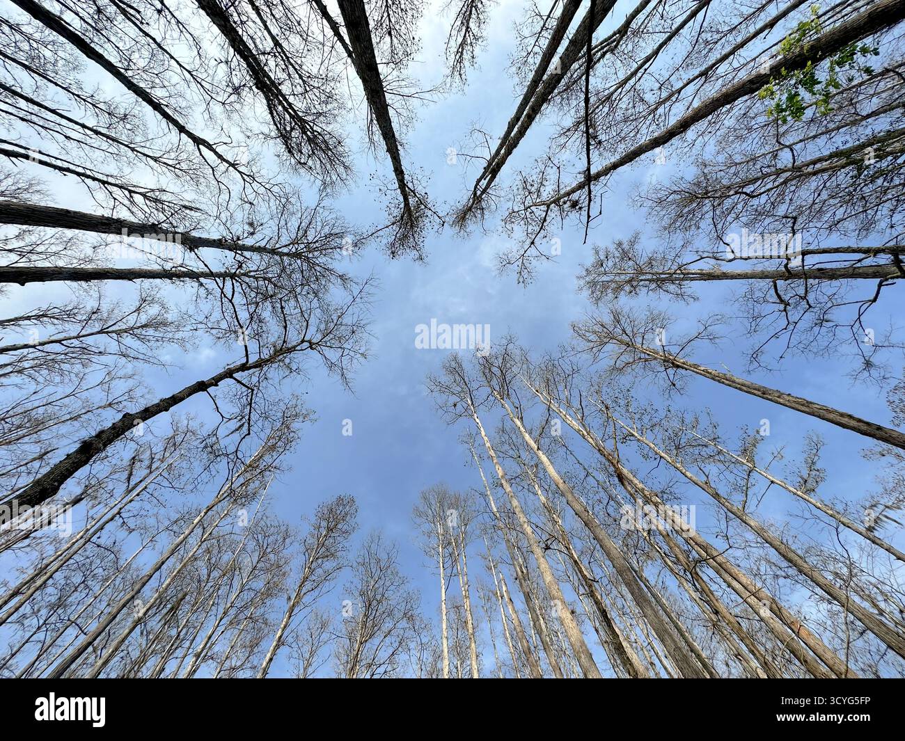 Ein Blick auf die Baumkronen eines Sumpfgebiets in Orlando, Florida. Stockfoto