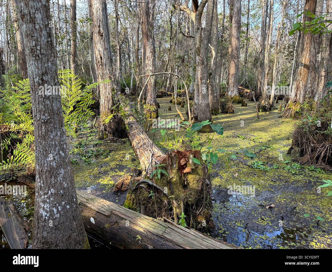 Ein Blick auf einen sumpfigen Lebensraum, gesehen in Orlando, Florida. Stockfoto
