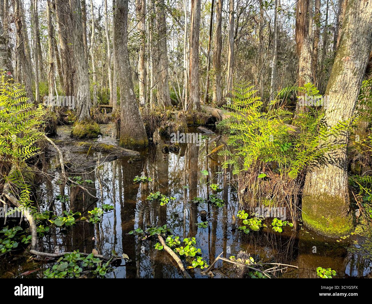 Ein Blick auf einen sumpfigen Lebensraum, gesehen in Orlando, Florida. Stockfoto