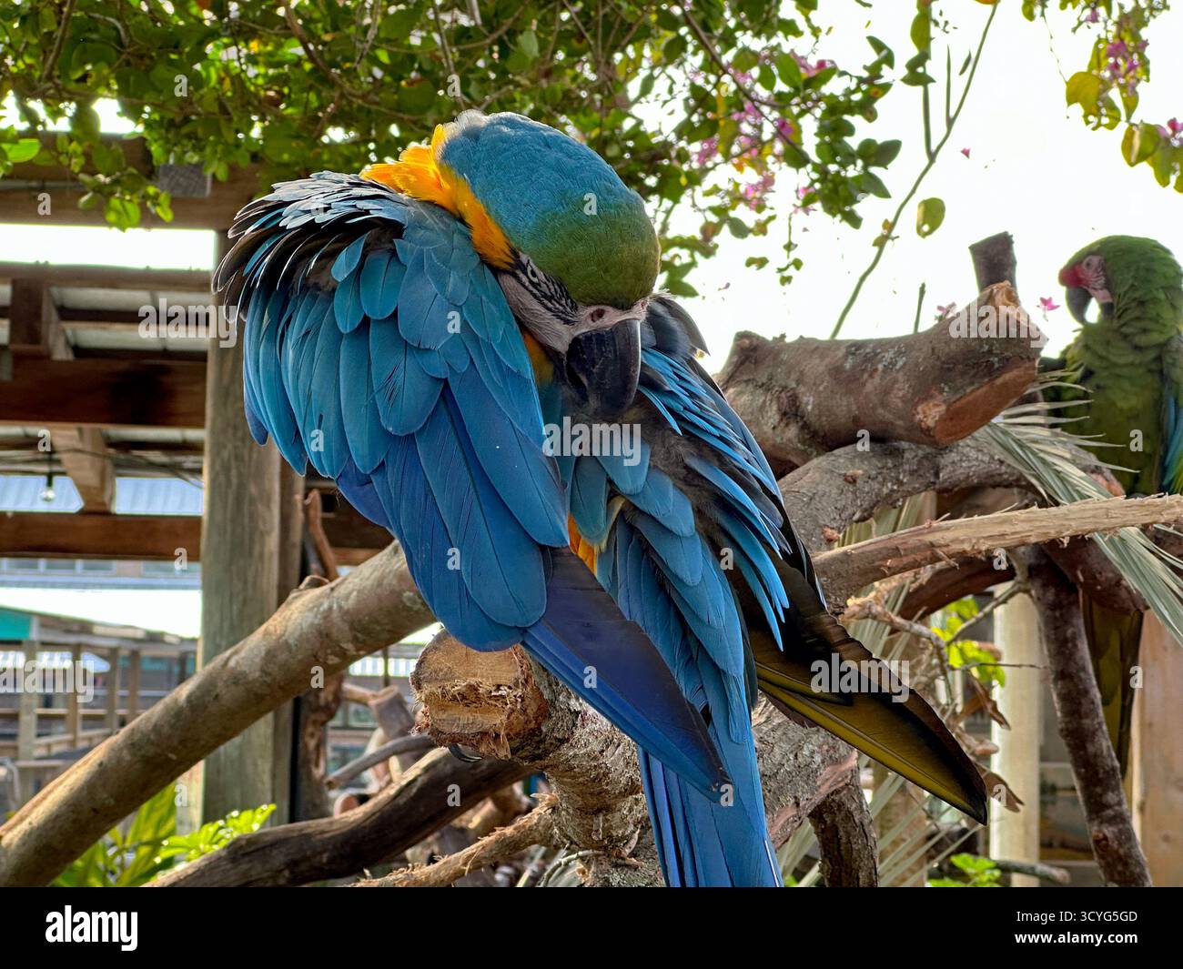 Ein Blick auf einen blau-gelben Ara, der sich auf einem Baumarm befindet. Stockfoto