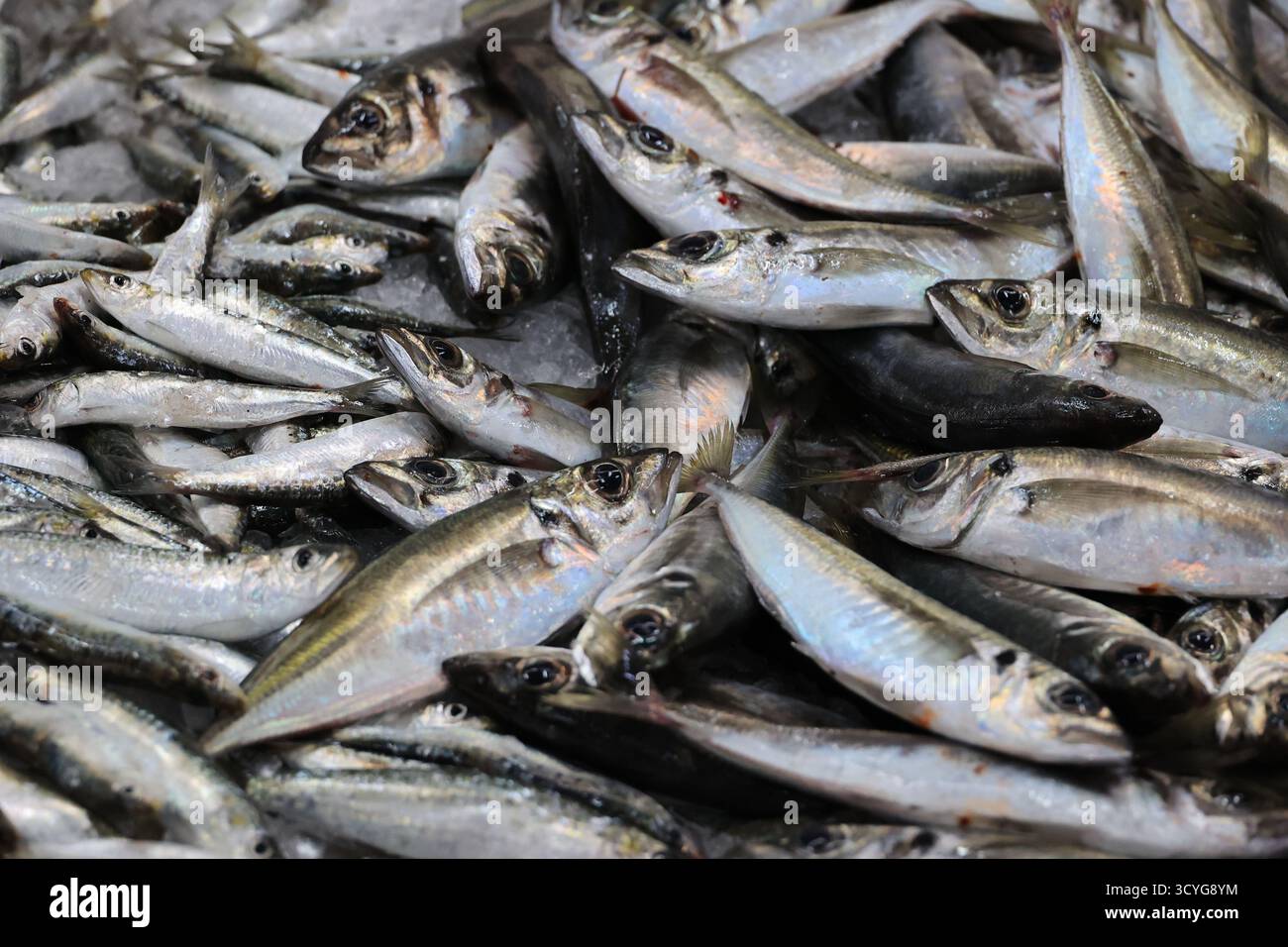 Frischer Fisch aus nächster Nähe auf dem Fischmarkt in Olhao, Portugal Stockfoto