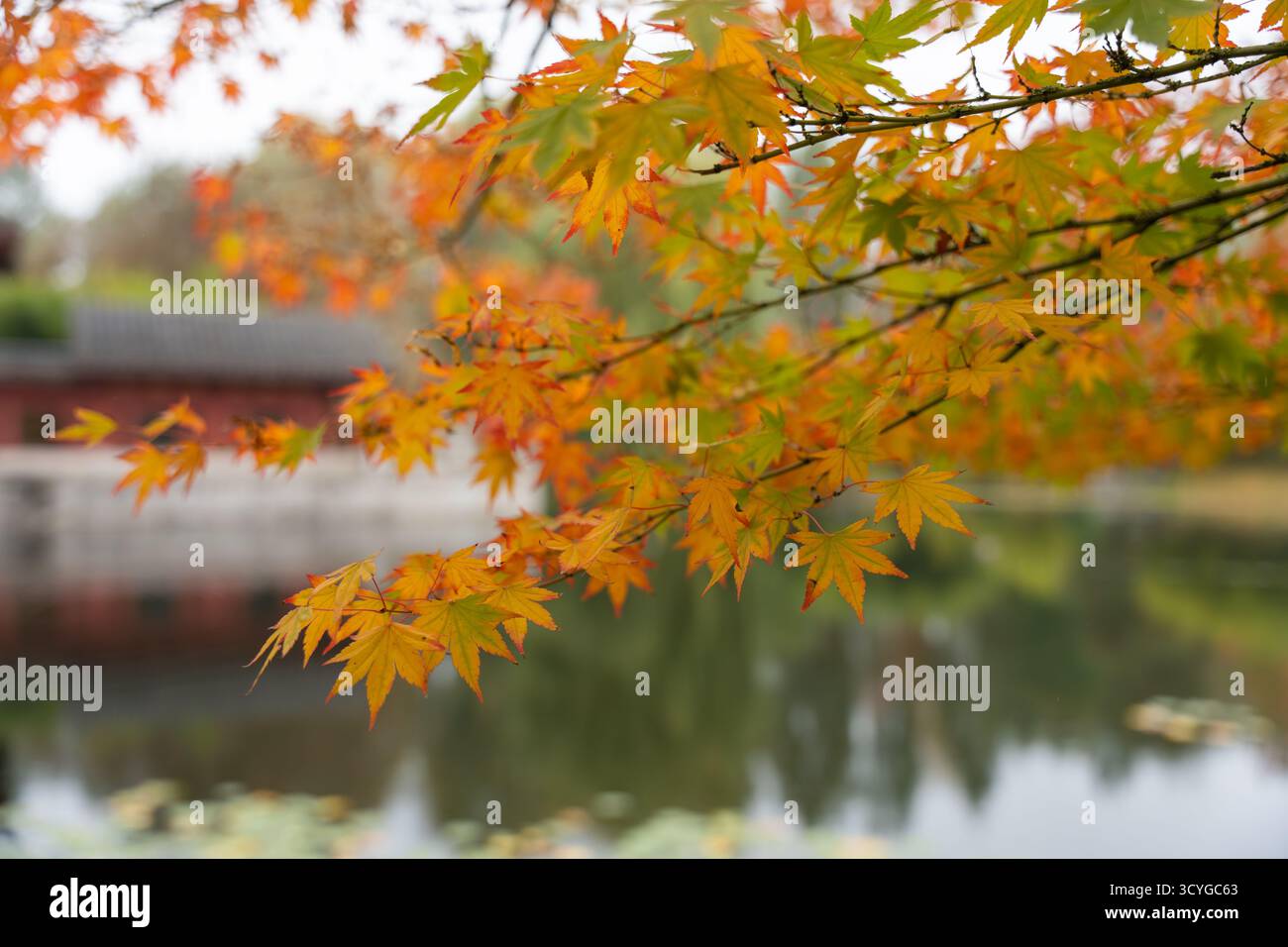 Lebendige japanische Ahornblätter in Orange und Grün umrahmen einen ruhigen Teich. Eine traditionelle rote Struktur erscheint im Backgro leicht verschwommen Stockfoto
