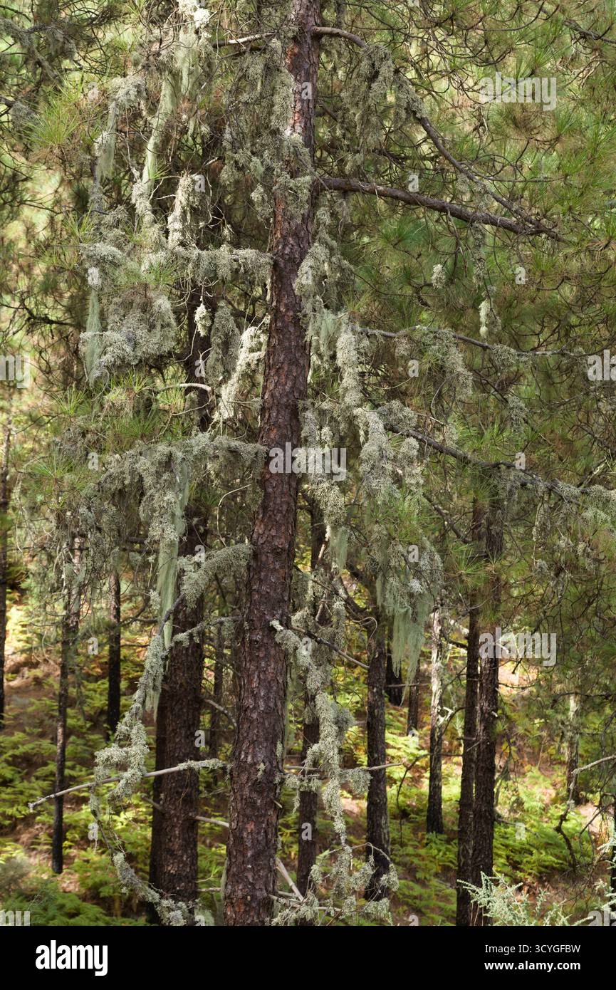 Baumflechten auf den Stämmen von Central Gran Canaria, die als Indikatoren für die Reinheit der Luft gelten Stockfoto