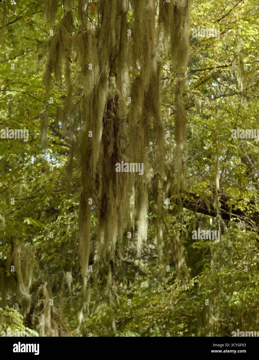 Baumflechten auf den Stämmen von Central Gran Canaria, die als Indikatoren für die Reinheit der Luft gelten Stockfoto
