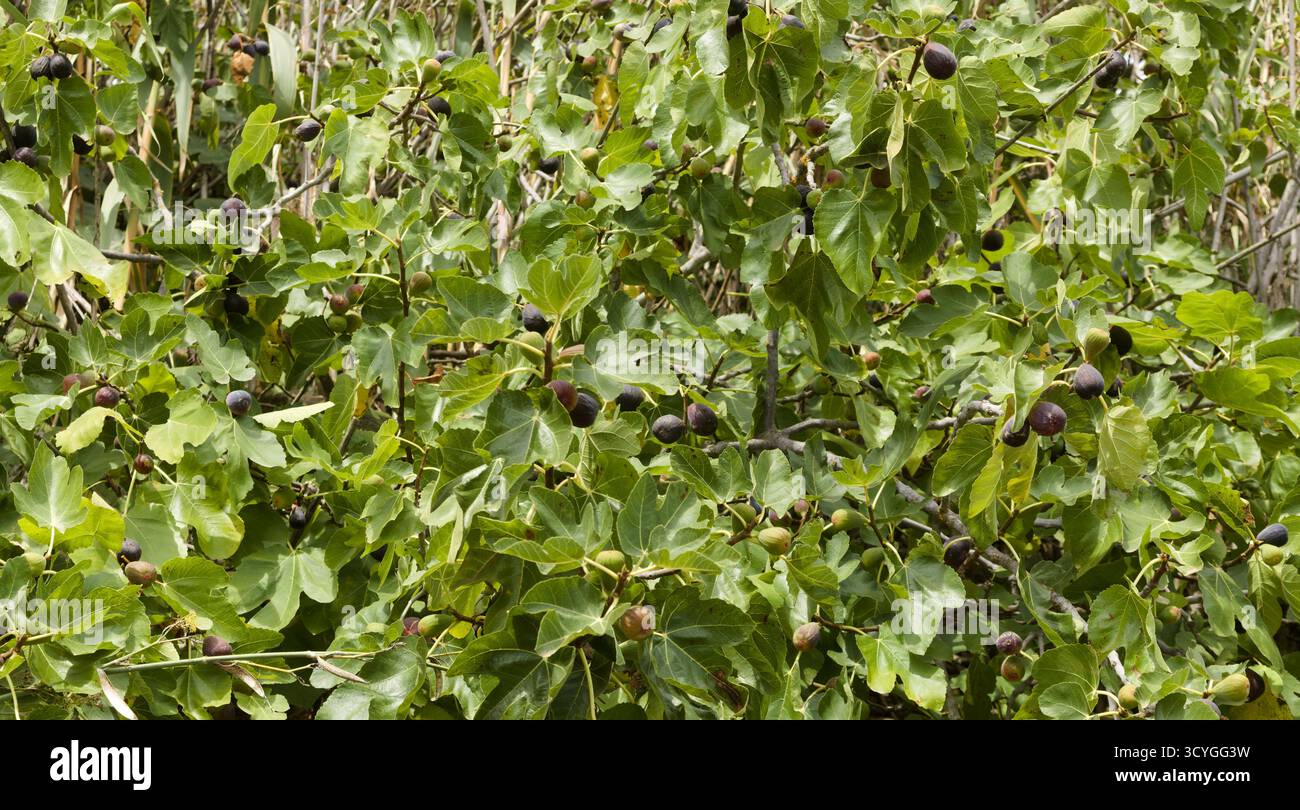 Gartenbau von Gran Canaria - Reifung von Feigenfrüchten, natürlicher blumiger Hintergrund Stockfoto