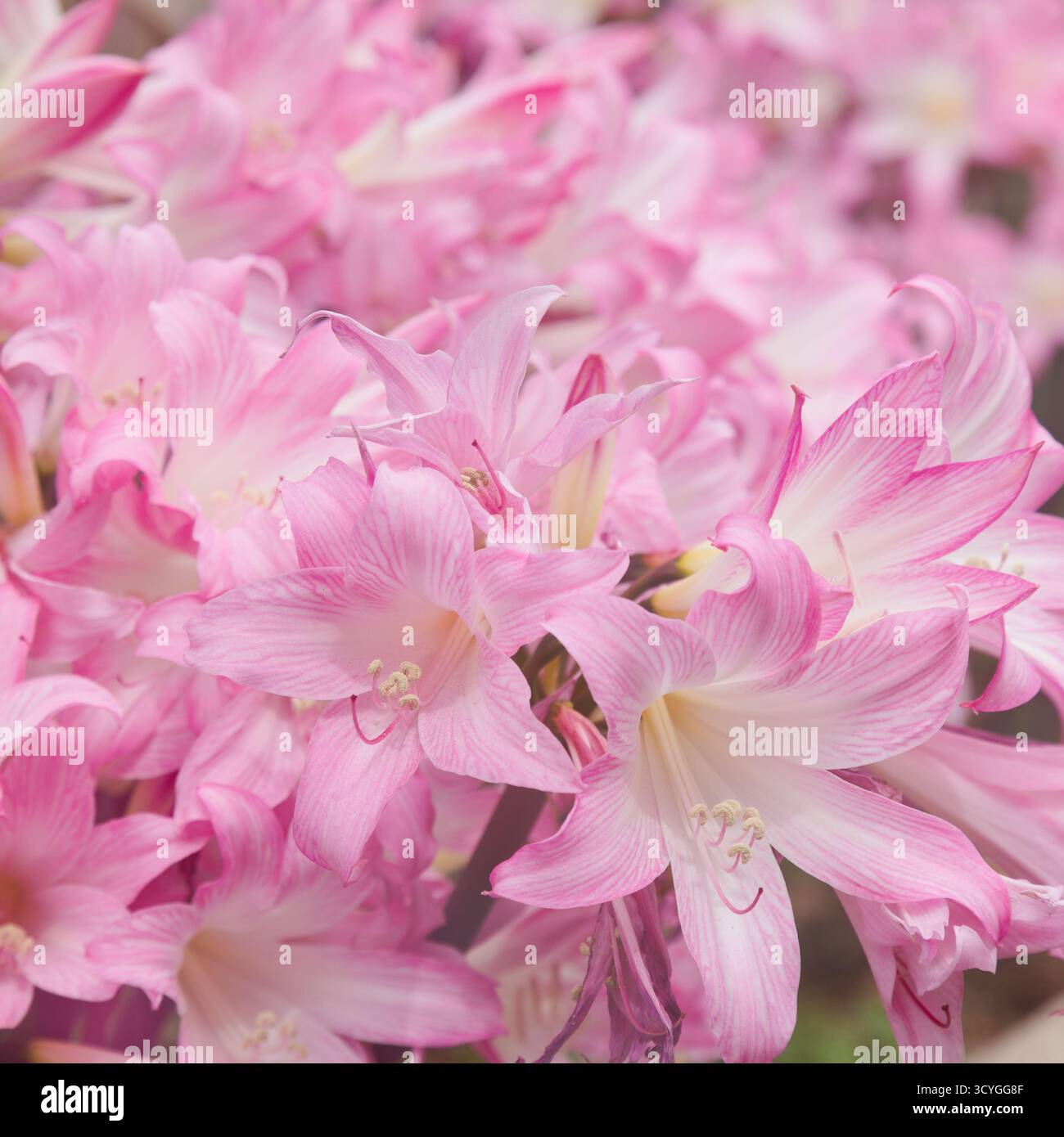 Flora von Gran Caaria - blühende rosa Amaryllis Belladonna, Jersey Lily, eingeführte und naturalisierte Arten Stockfoto