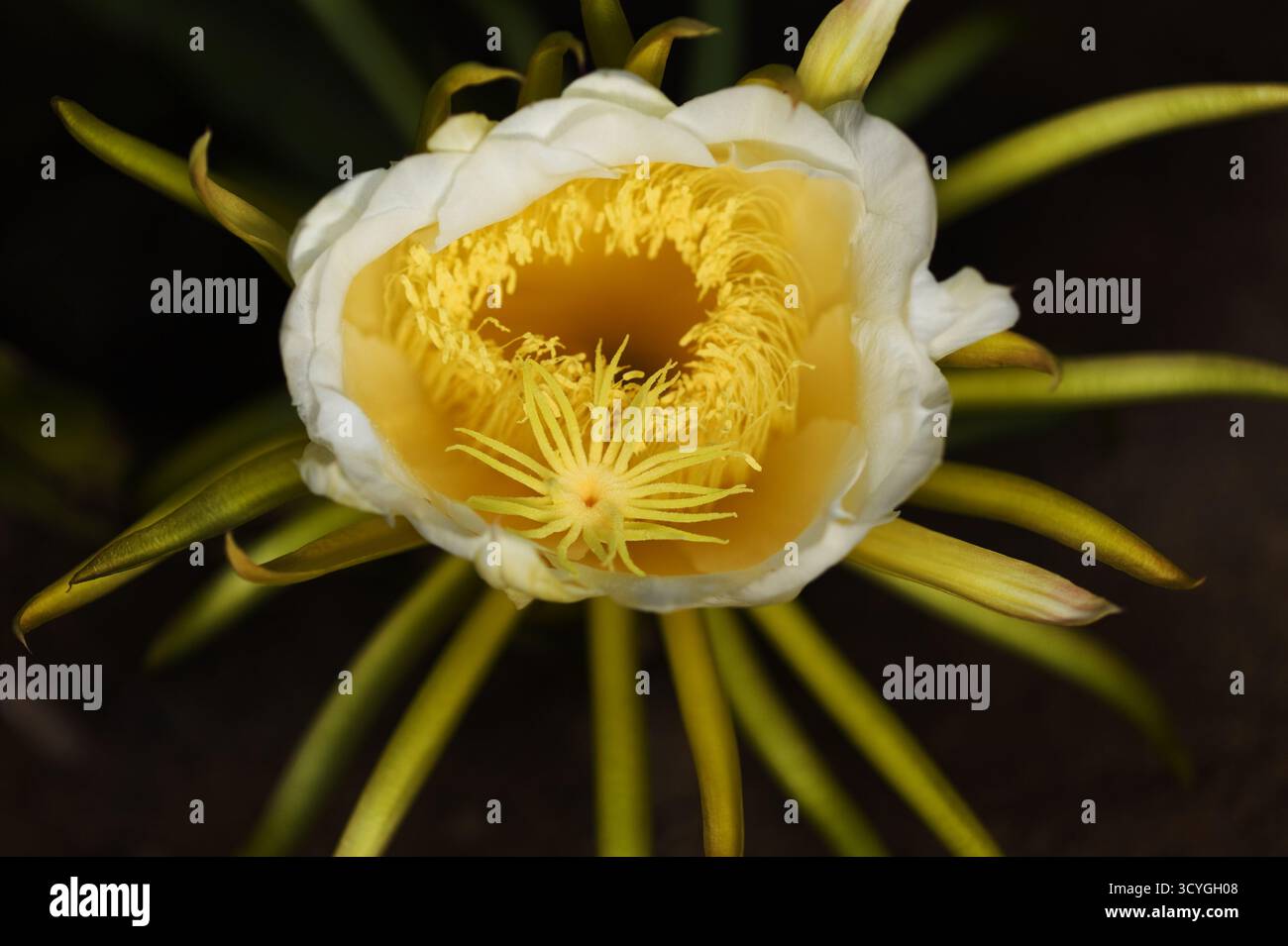 Blühender Kakteen in Costa Rica, Selenicereus costaricensis, natürlicher Makrohintergrund Stockfoto