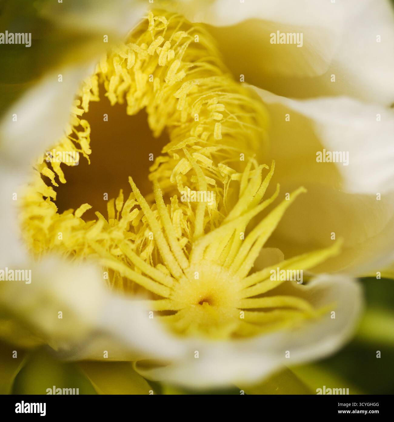 Blühender Kakteen in Costa Rica, Selenicereus costaricensis, natürlicher Makrohintergrund Stockfoto