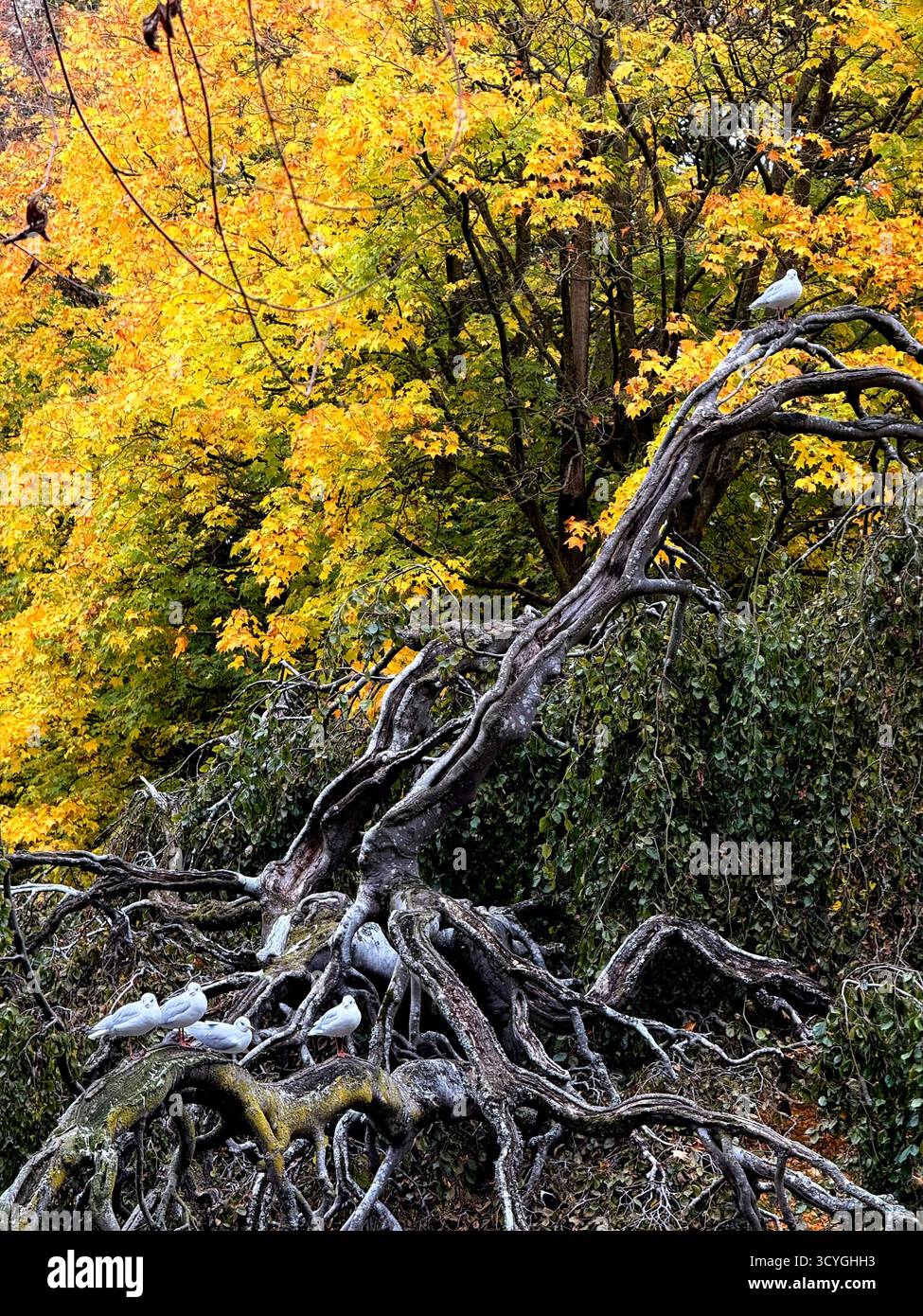 Herbstfarben mit Möwen auf totem Baum im Sefton Park in Liverpool Stockfoto