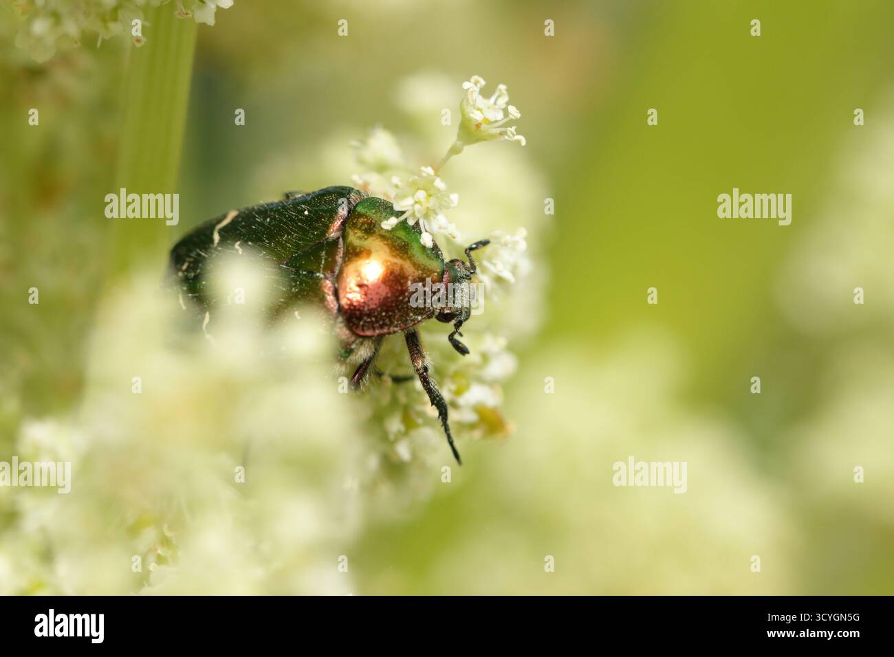 Rosen- oder goldener Chafer, eine leuchtend grüne Metallic-Farbe mit roter Färbung, die sich an Rhabarberblüten im Beaujolais der Goldenen Steine schmeckt. Frankreich Stockfoto