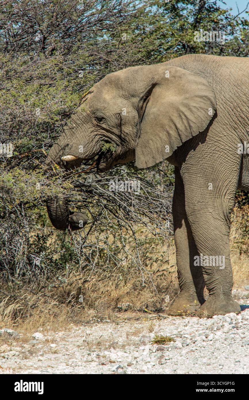 Ein Elefant, der die Wahl wählt, neue Triebe aus einem Busch. Stockfoto