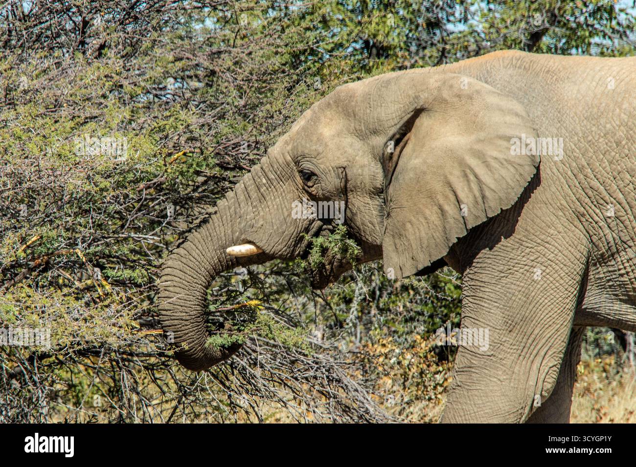 Ein Elefant, der die Wahl wählt, neue Triebe aus einem Busch. Stockfoto