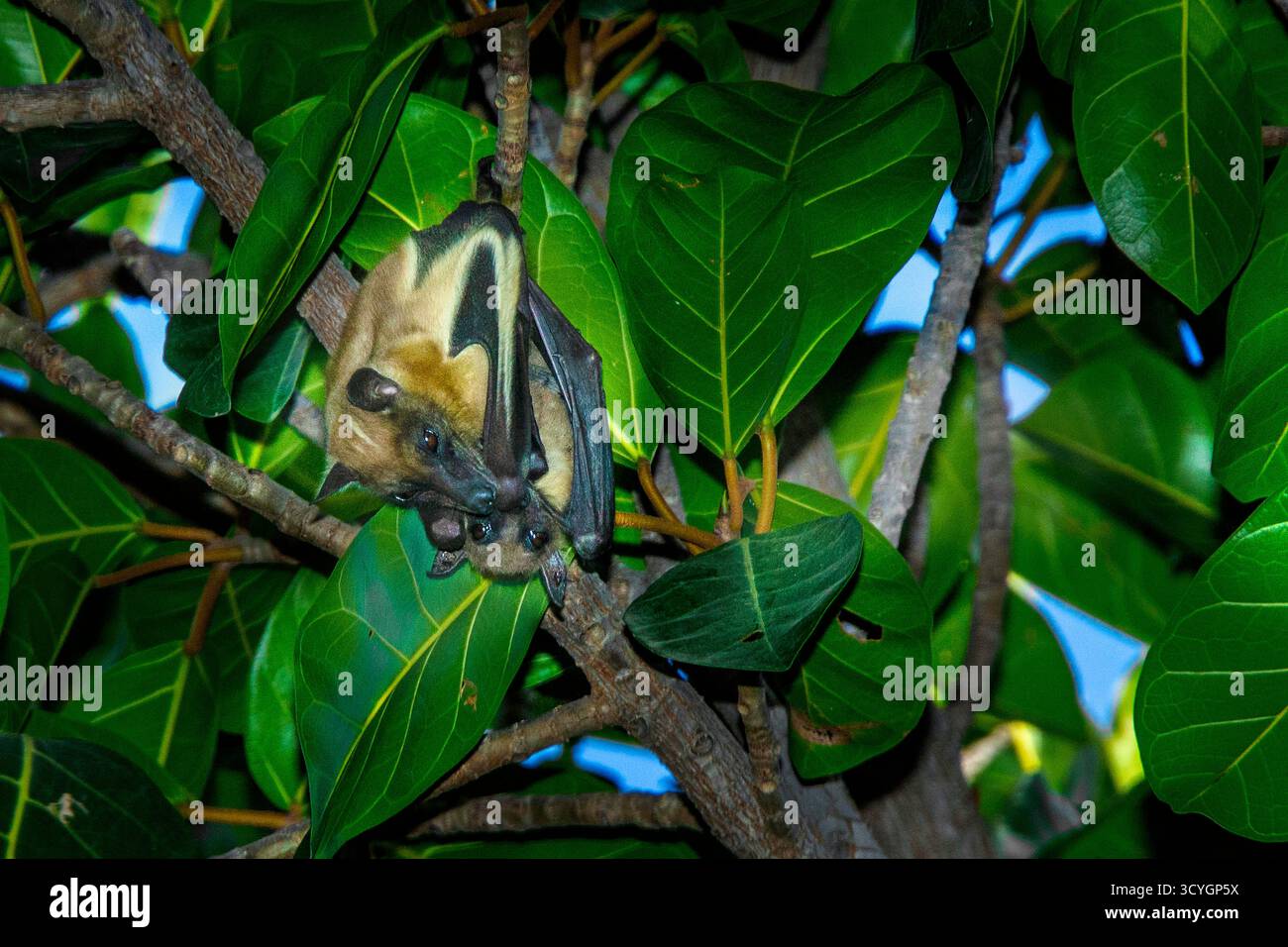 Ein Paar Fledermäuse oder fliegende Füchse, die kopfüber in einem großen Gummibaum hängen und die Augen offen halten. Stockfoto