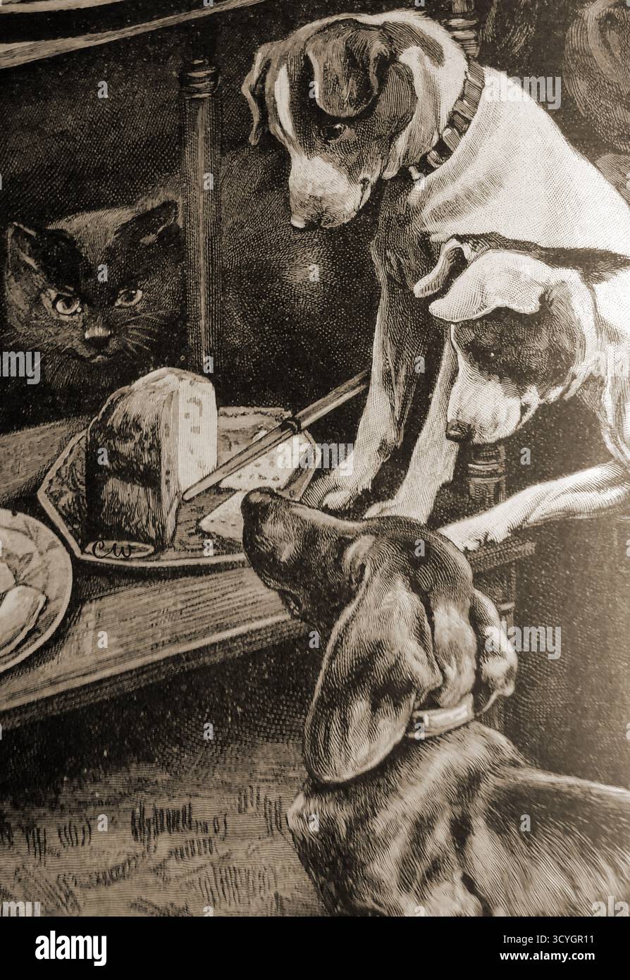 1897 - Eine Studie über Katzen und Hunde, die versucht wurden, Futter zu stehlen Stockfoto