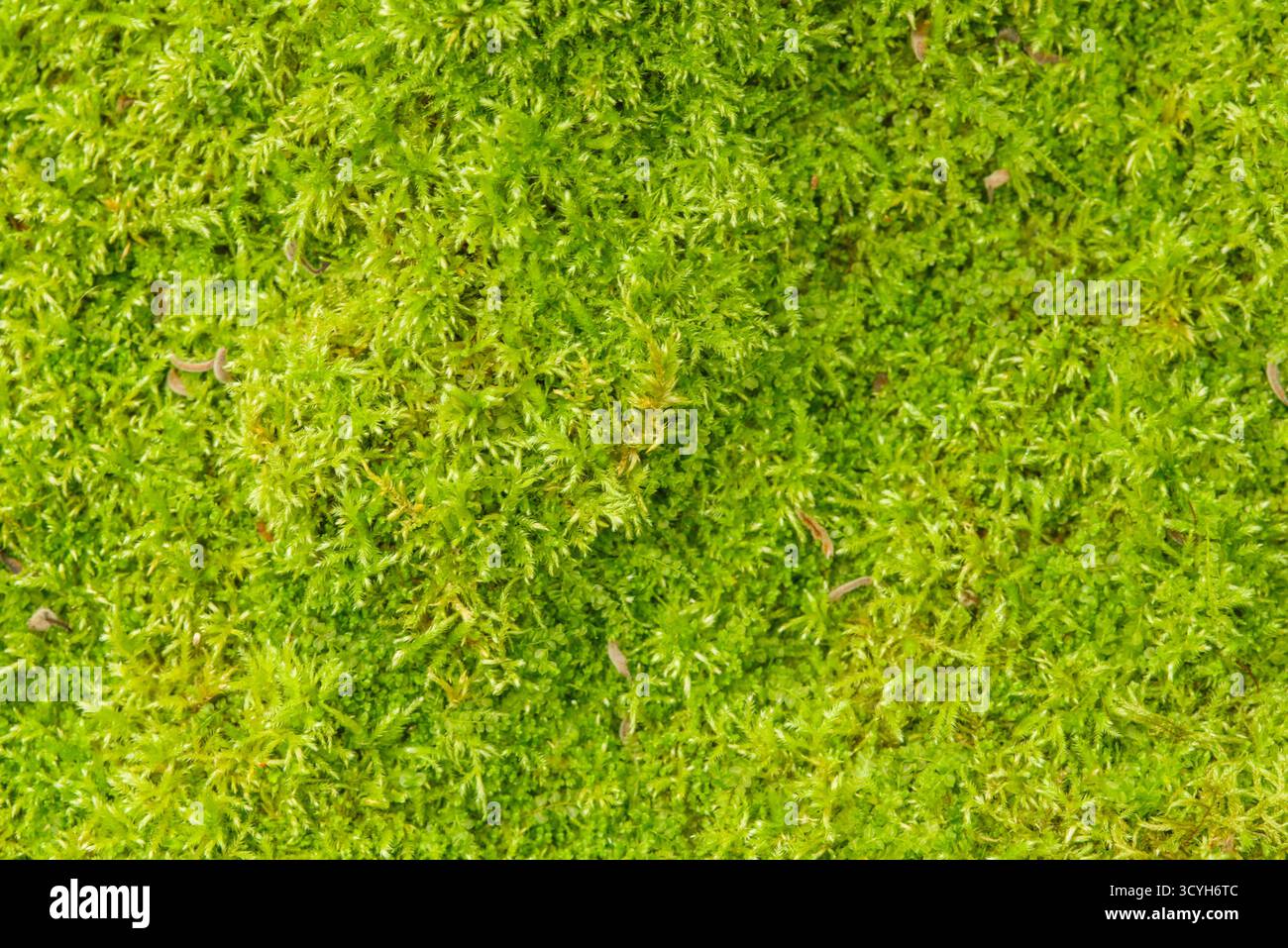 Nahaufnahme von weichem grünem Moos, das eine dichte natürliche Teppichtextur erzeugt. Detaillierte Makroansicht der üppigen Waldbodenvegetation. Stockfoto