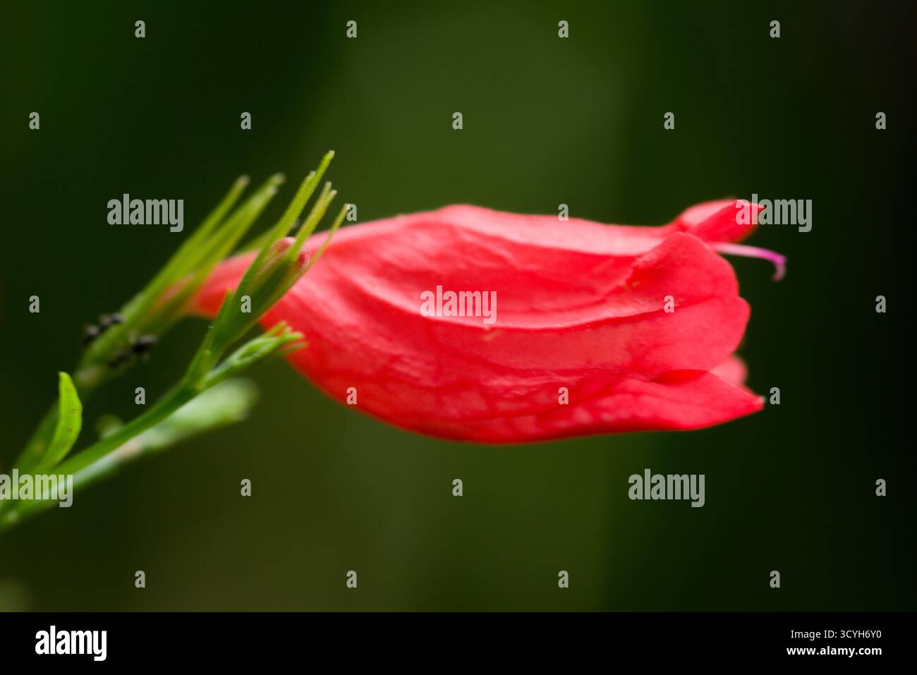 Nahaufnahme einer roten tropischen Blütenknospe mit zarten Blütenblättern und grünen Sepalen, erfasst in weichem natürlichem Licht mit einem glatten Hintergrund. Stockfoto