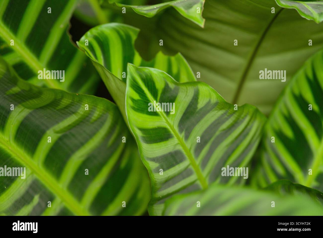 efeu fr zimmer Weier Efeu Art Print by BestArt  Fy!