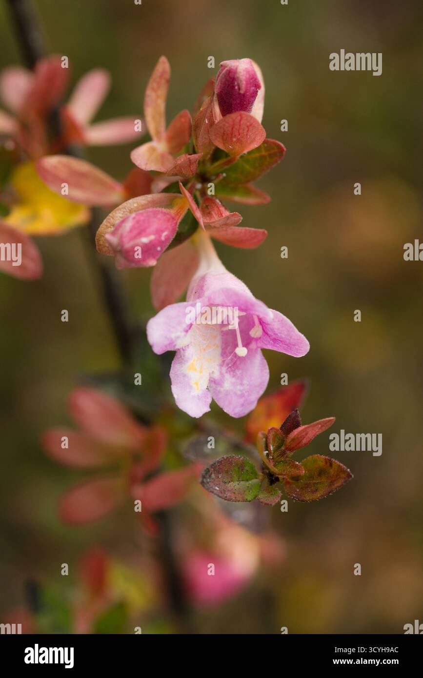 Nahaufnahme der Fuchsia procumbens-Blüte, einer kriechenden Fuchsia aus Neuseeland mit zarten rosa röhrenförmigen Blüten und kleinen, rot gefärbten Blättern. Stockfoto