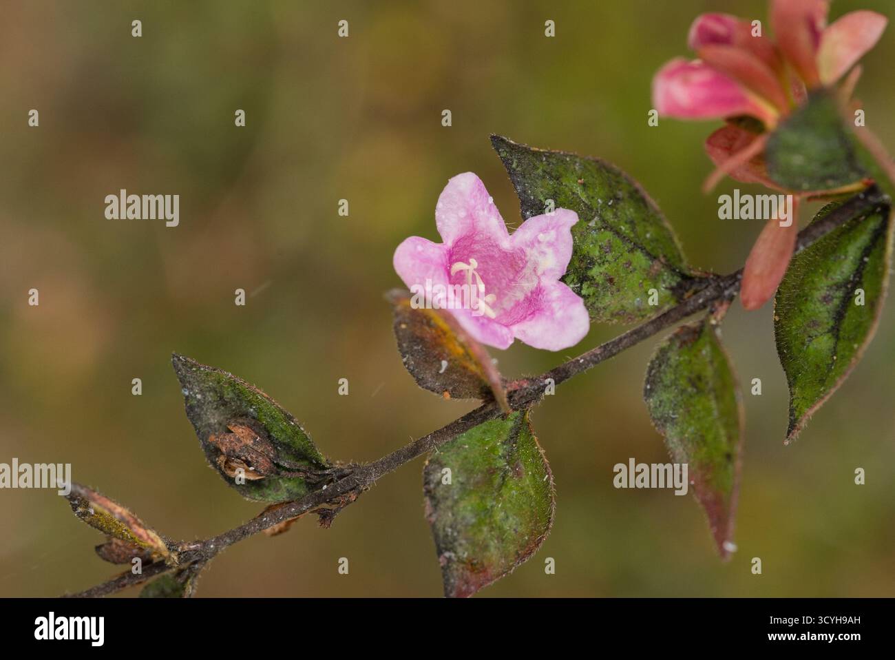 Nahaufnahme der Fuchsia procumbens-Blüte, einer kriechenden Fuchsia aus Neuseeland mit zarten rosa röhrenförmigen Blüten und kleinen, rot gefärbten Blättern. Stockfoto