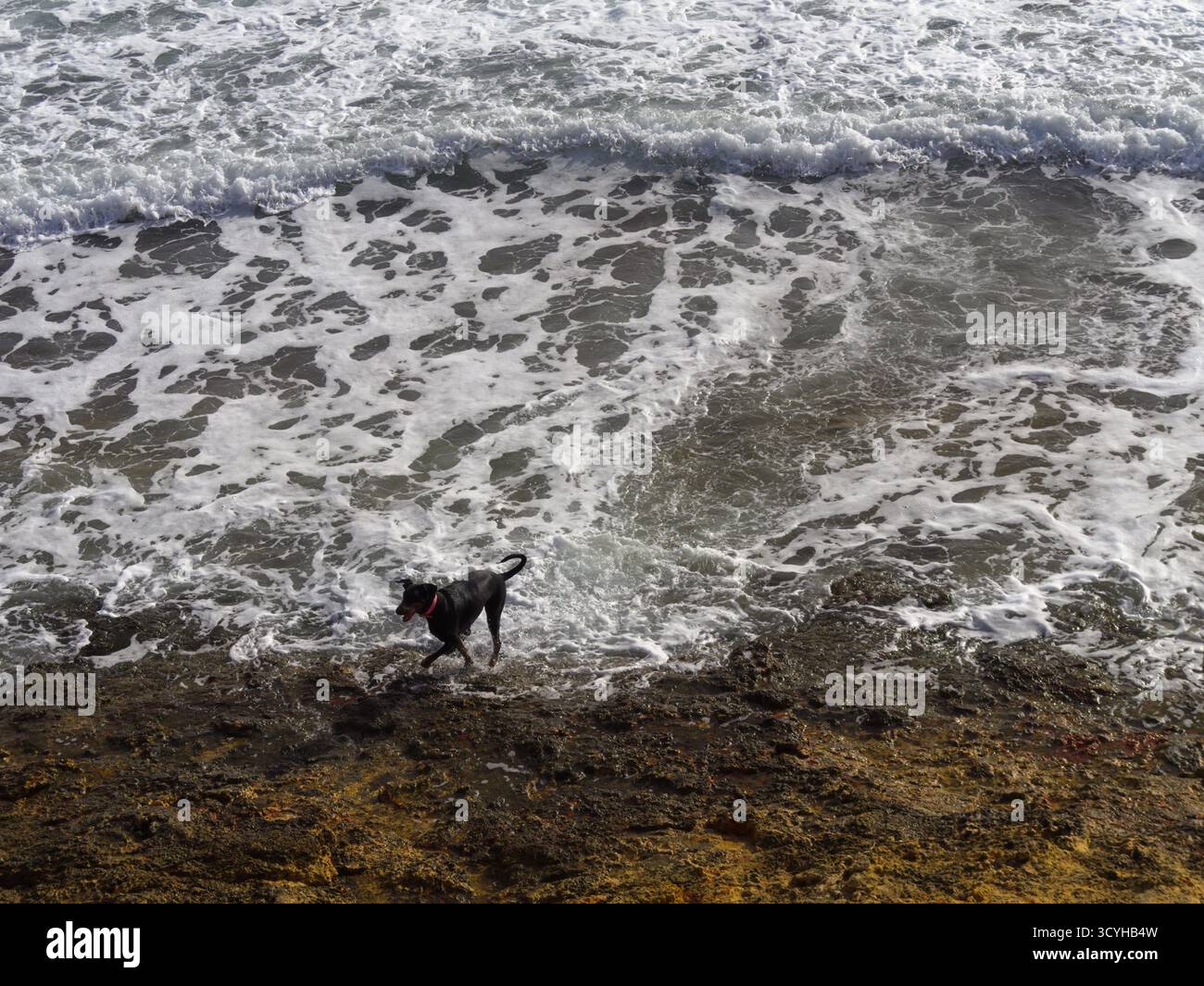 Sturmwellen begrenzen die felsige Küste, während ein Hund einen Ball aus dem Meer holt Stockfoto