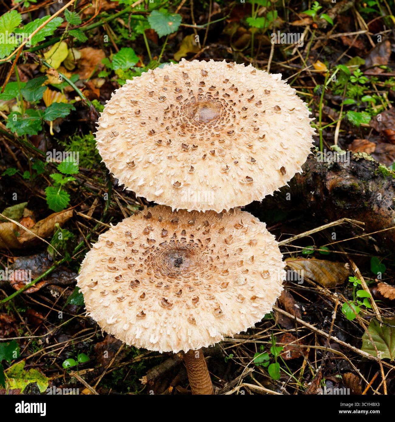 Parasolpilz Macrolepiota procera Stockfoto